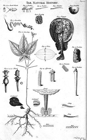 Black and white tables of natural history, from Ephraim Chambers's 1728 Cyclopaedia. Table of Natural History, Cyclopaedia, Volume 2.jpg