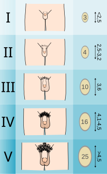 Tanner Stages for Male Sexual Characteristics Tanner scale-male.svg