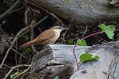 Description de l'image Tarphonomus harterti - Bolivian earthcreeper.jpg.