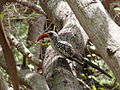 Rotschnabeltoko Red-billed Hornbill