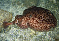 Torpedo fuscomaculata