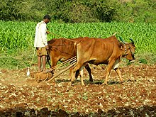 An Indian farmer with a rock-weighted scratch plough pulled by two oxen. Similar ploughs were used throughout antiquity. Traditional Farming Methods and Equipments.jpg