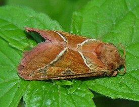 Triodia sylvina