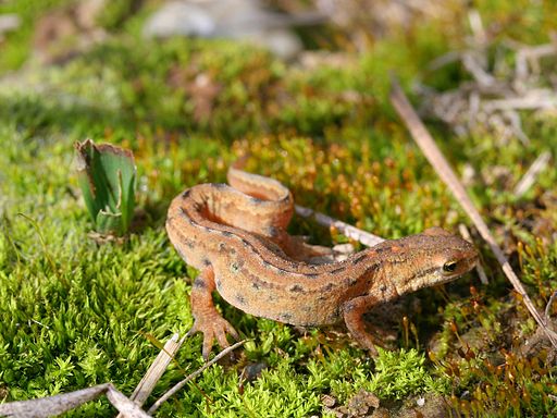 Triturus vulgaris maennchen