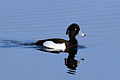 പൂവൻ, Farmoor Reservoir, Oxfordshire