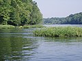 Typical habitat of American Water-willow (Justicia americana) on the Coosa River near Wetumpka, Alabama