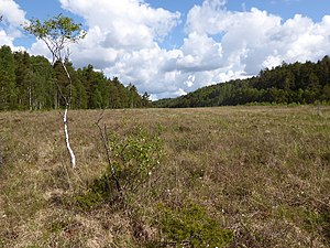 Ugglemossen vy mot N från spången i S den 6 juni 2020.