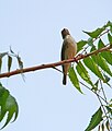 Grauschnäpper Spotted Flycatcher