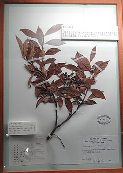 Vaccinium bracteatum at Osaka Museum of Natural History.jpg