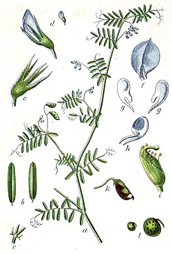 Vicia hirsuta