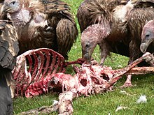 Vultures feeding on a human corpse in a sky burial Vulture - Sky burial.jpg