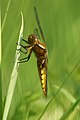 Libellula depressa?uselang=de Plattbauch weiblich (female)♀