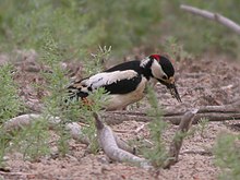 Blankflugila Woodpecker.jpg