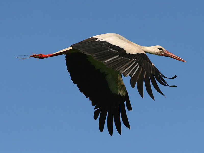 800px White Stork 28Ciconia ciconia29 28529