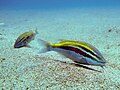 Two whitesaddle goatfish (Parupeneus ciliatus) searching food by using a pair of long chemosensory barbels on the sandy bottom, Taiwan