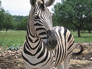 A zebra.