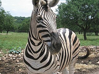 Seekor zebra.