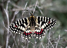 Spanyol farkasalmalepke (Zerynthia rumina)