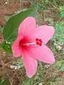 (Hibiscus liliifloruser) pink cultivator flyder at Kakinada 04. jpg