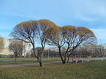 Деревья в Полюстровском парке