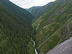 Natural Monument "Chinturgen firry grove"