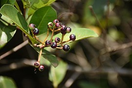 ಕುಂಟಲ ಕಾಯಿ