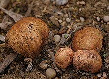 Punakas juurepähkel Rhizopogon roseolus