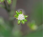 Close up of central flowers and unripe fruit