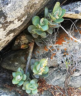 Типовий вид Adromischus hemisphaericus