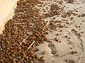 Sea balls occasionally drift ashore en masse, seen here on a beach in Sanary-sur-Mer, France