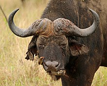 African buffalo (Syncerus caffer) male with red-billed oxpecker (Buphagus erythrorhynchus), Phinda Private Game Reserve, KwaZulu Natal, South Africa