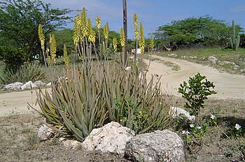 Aruba is known for its Aloe vera