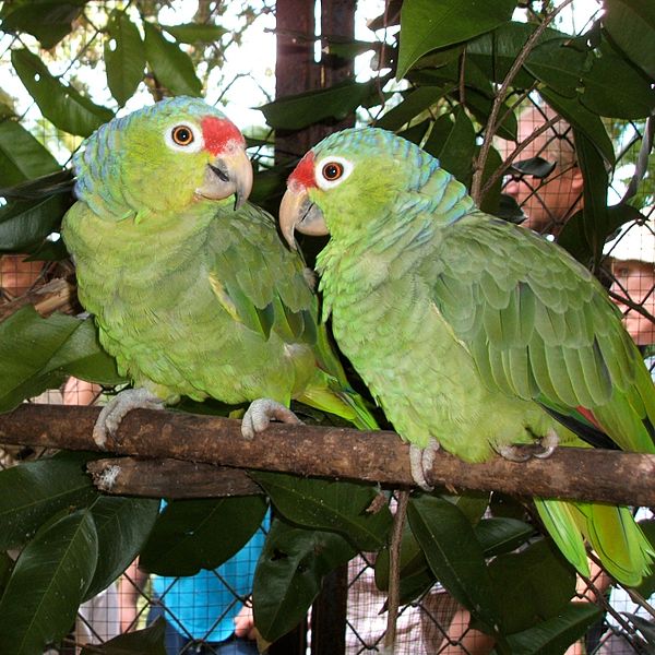 600px-Amazona_autumnalis_-Cana_Blanca_Wildlife_Sanctuary_-Costa_Rica-8a-4c.jpg