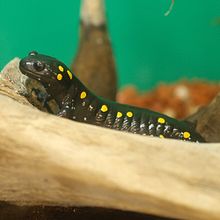 The spotted salamander can learn to use visual cues to locate rewards. Ambystoma maculatum by OpenCage.jpg