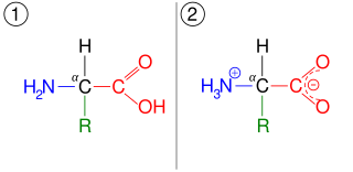 An amino acid, illustrated in two different ionization states. First, it has a neutral amine and neutral carboxylic acid. Second, it has a protonated ammonium cation and deprotonated carboxylate anion.