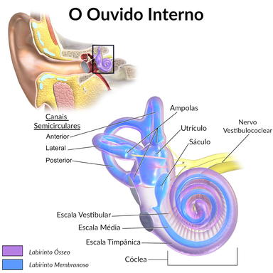 Ouvido interno