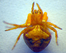 Araneus triguttatus.jpg