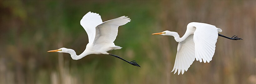 Dos garcetes grande oriental (Ardea alba modesta) volando en Tasmania (Australia).