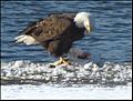        Bald Eagle on Ice