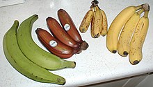 Foto di diverse banane, grandi e verdi, piccole e gialle, rosse e grandi e gialle