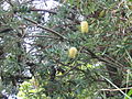 Banksia integrifolia - Blüten