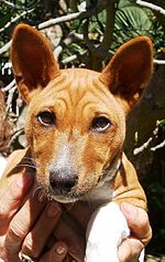 A portrait of a basenji pup, showing the breed's characteristically wrinkled forehead.