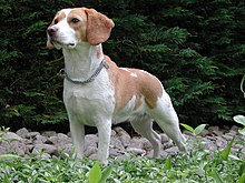 Beagle Hound Breeds