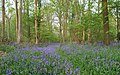 Hyacinten in het bos van Ghlin.