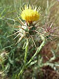 Miniatura para Centaurea melitensis