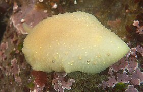 Cadlina sparsa