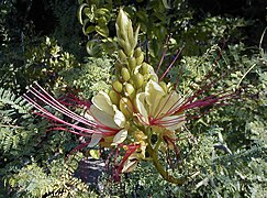 Feuilles, fruits et fleurs.