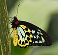 Ornithoptera euphorion