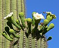 Saguaro en fleurs.
