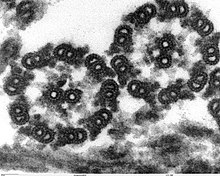 Micrograph of thin cross-section of Chlamydomonas axoneme Chlamydomonas TEM 17.jpg